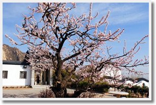 Escorted Apricot Flower Viewing Day Tour