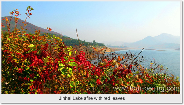 Jinhai Lake afire with red leaves