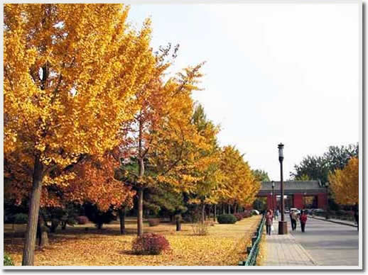 Beijing Ditan Park