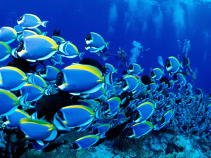 Underwater World of Blue Zoo