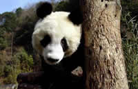 Beijing Zoo 
