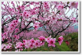 Beijing Spring Excursion Day Tour