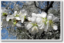 Beijing Spring Flower Viewing