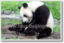 Beijing 5-day Smart Tour Packages for couples with kids