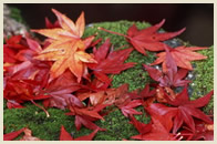 Beijing Autumn Tour