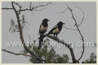 Beijing Bird Wathing Tour
