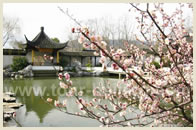 Beijing Spring Flowers