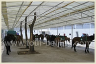 Beijing Horseback Riding Tour