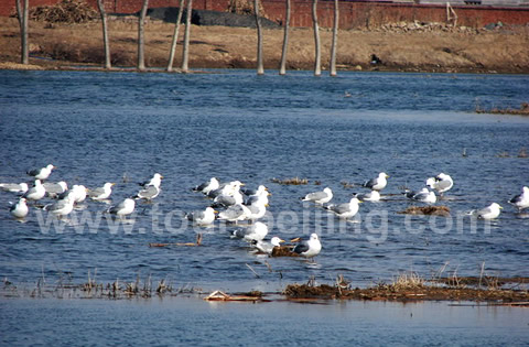 Beijing Bird Watching