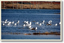 Beijing Bird Watching Day Tour