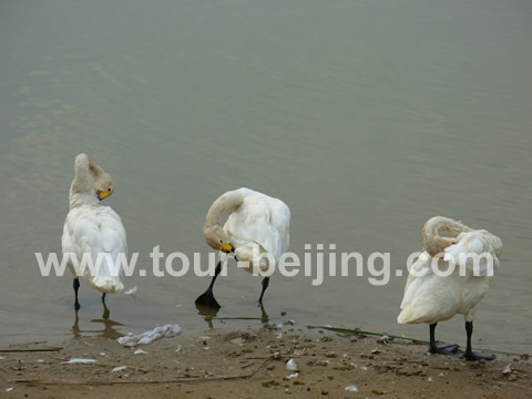 wild ducks, swans