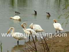 Beijing Bird Watching Day Tour