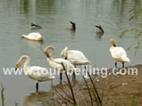 Yeyahu Lake ( Wild Duck Lake )