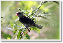 Beijing Bird Watching Day Tour