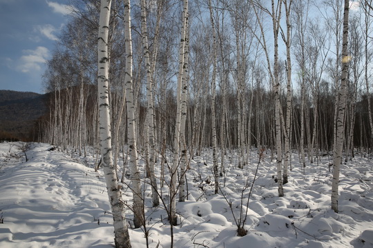 A close-up view of the birch wood