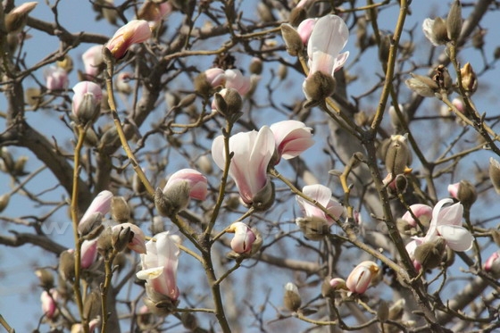 magnolia tree blossom. Yulan Magnolia tree