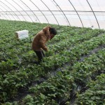 A farm worker is cultivating the strawberry raised beds.