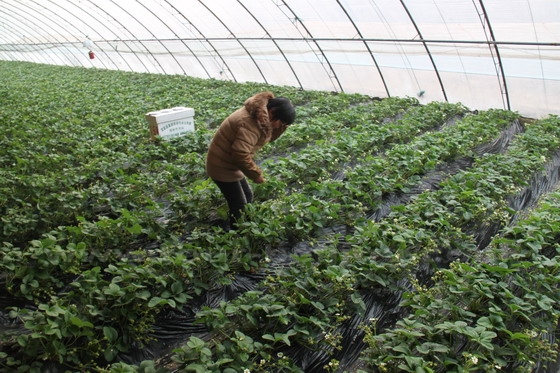A Farm Worker Is Cultivating The Strawberry Raised Beds China