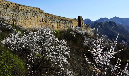 Apricot Blossoms at Jinshanling Great Wall