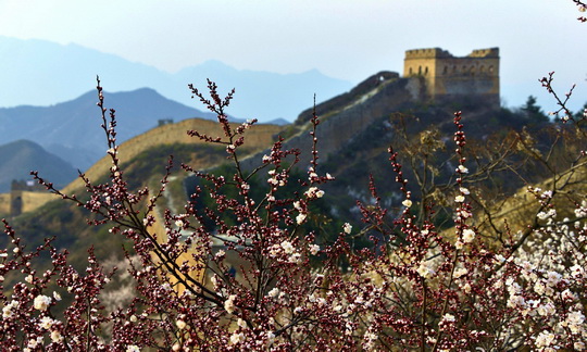 Apricot Blossoms at Jinshanling Great Wall