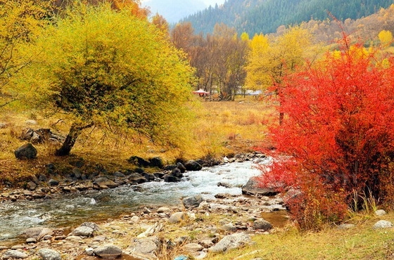 Autumn Color at Dalong Valley in Menyuan County 