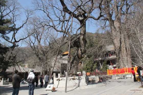 Behind Hall of Mahavira is a courtyard where there grow 4 old trees - Pine and Ginkgo.