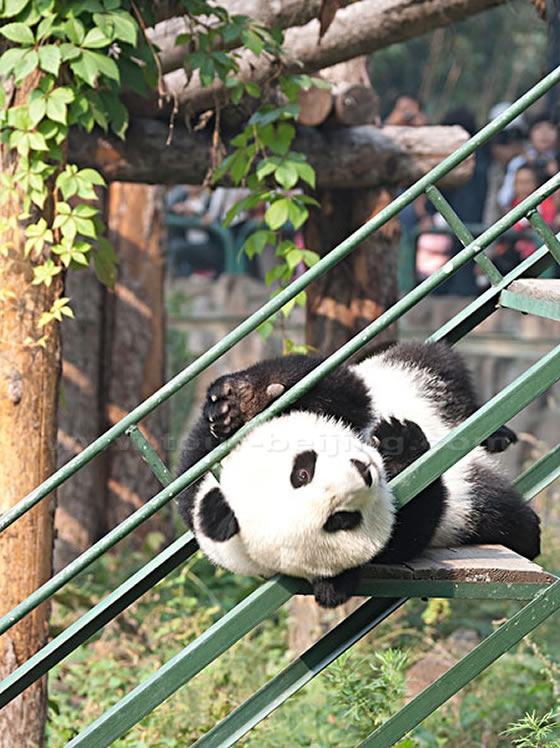 Beijing Zoo (Giant Pandas)