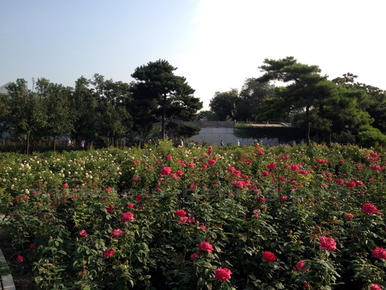 By the west gate to Taoran Park is the Chinese Rose Garden