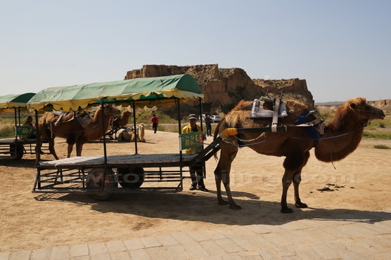Camel carts