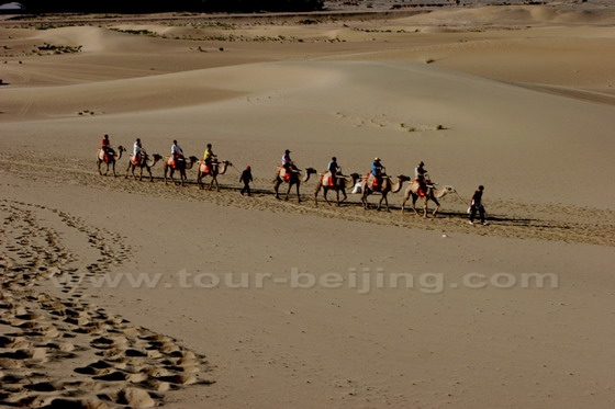 Camel riding is a good way to experience the silk road culture and traditional customs.