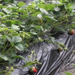 Covered with plastic to prevent weed growth and erosion, the strawberry flowers and baby strawberries.