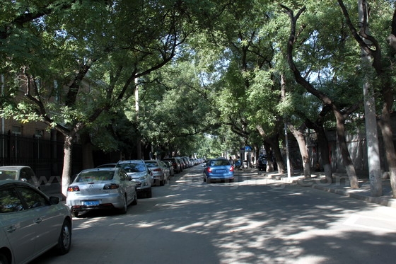 Dong Jiao Min Xiang is a quite and arched tree alley,