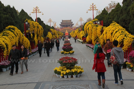 Everywhere is decorated with  yellow Chrysanthemum flowers -