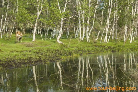 Birch Trees Growing on water edges