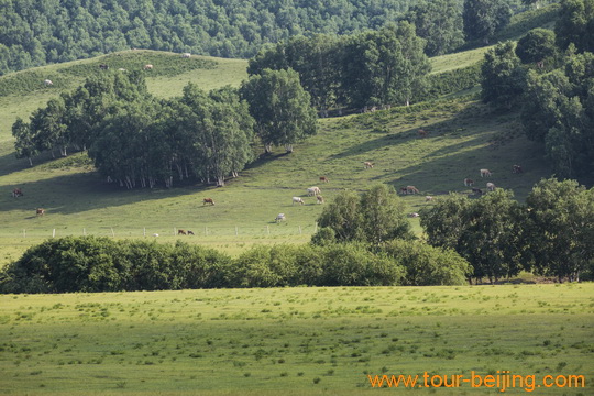 Horses grazing on the hilly grassland