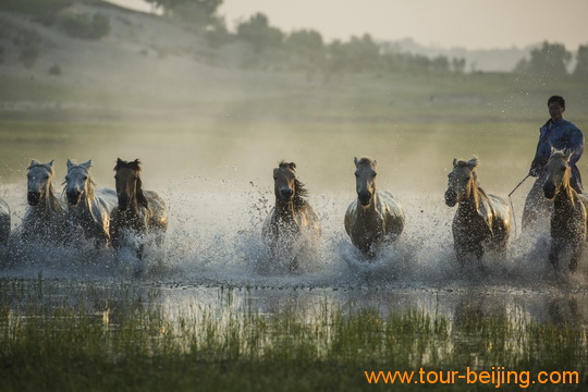 Galloping Horses on Jiangjun Pond