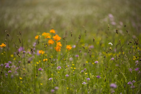 The bright yellow globe flowers.