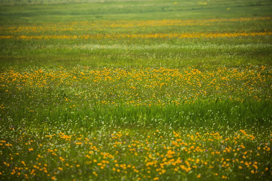 Jinlianchuan Grassland