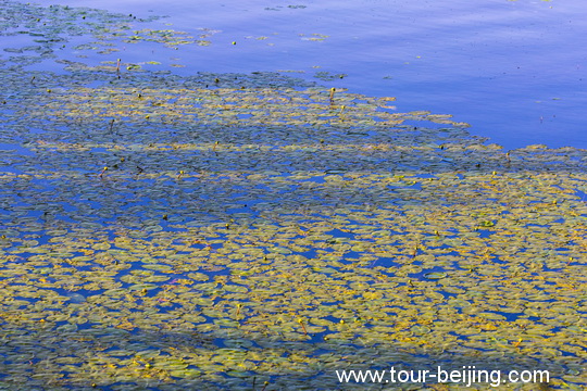 Water lilies blooming floating on the water surface