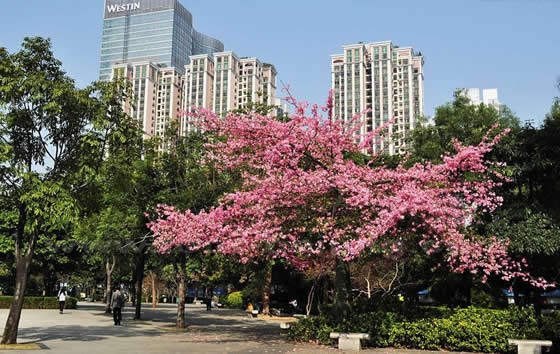 Guangzhou in Spring