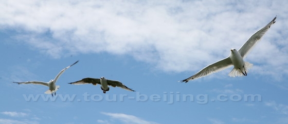 Happy Gulls Flying Freely