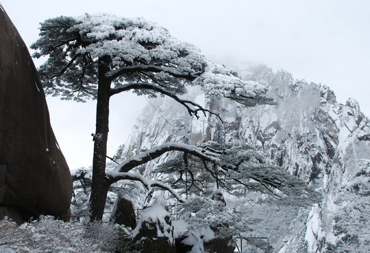 The famous Welcome Pine Tree is still standing there, greeting you to visit Huangshan.