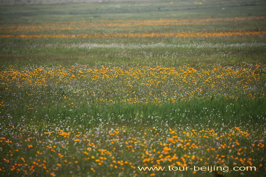 Jinlianchuan Grassland