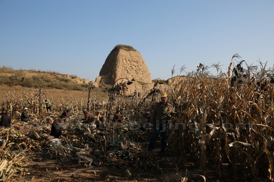 Local villagers are harvesting corns in the corn fields. 