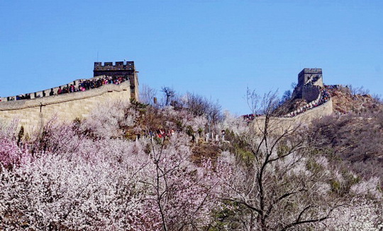 Apricot Blossoms at the Badaling Great Wall 