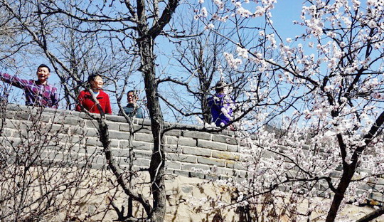 Apricot Blossoms at the Badaling Great Wall 