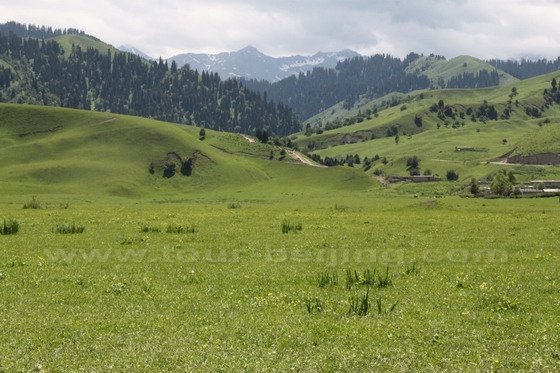 Narat Grasslands Yili Xinjiang