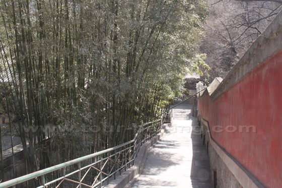 One the way down, we see lots of bamboos