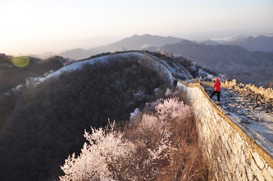 Peach Blossoms along the rugged Jiankou Great Wall