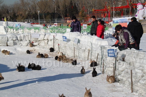 Poor Rabbits on the snow!